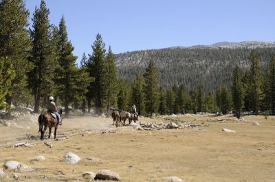 Mule train back to Tuolomne Meadows