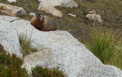 A Marmot