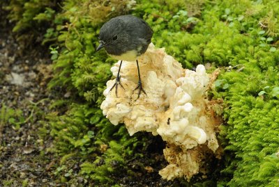 New Zealand Black Robin