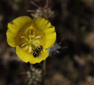 Mariposa Lily with Critter
