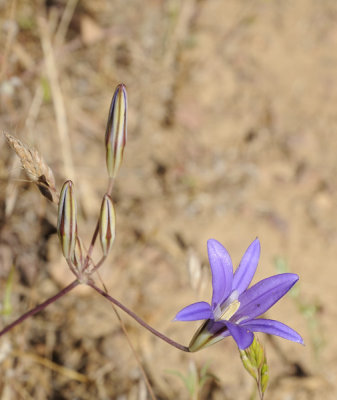 Elegant Brodiaea
