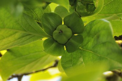 Young Persimmon