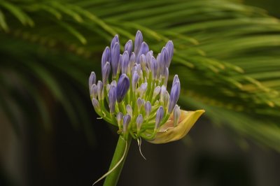 Unpacking the Blooms