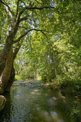 Stevens Creek