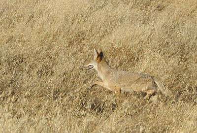 A Coyote