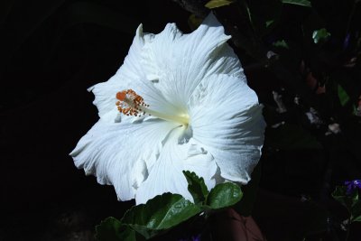 Hibiscus