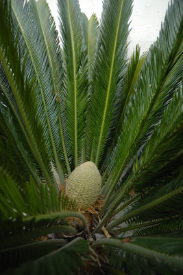 The Male Cone of the Sago Palm