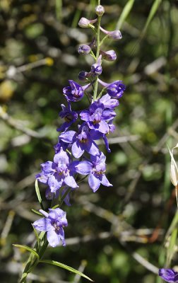 Larkspur