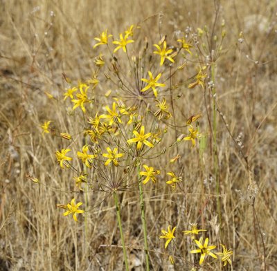 Yellow Brodeia