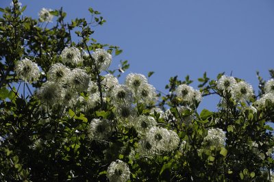 Wildflowers