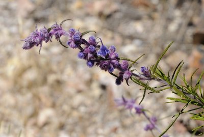 Gray-ball Sage