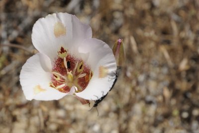 Mariposa Lily