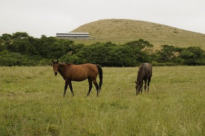 Horses near the Cow farm