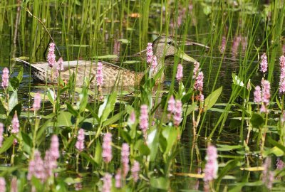 Swimming with the Flowers