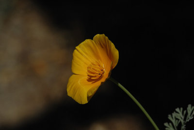 A Poppy
