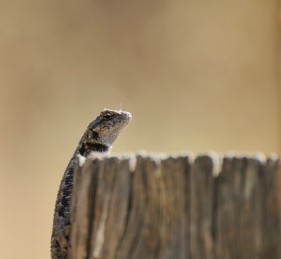 Sunning Lizard