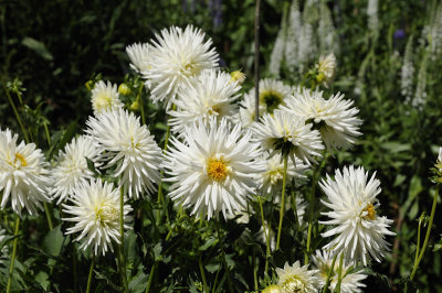 Dhalias for Laine
