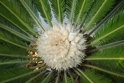 The Female Sago Palm flower