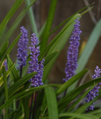 Purple Flowers
