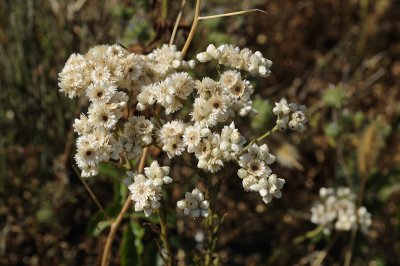 Dry Flowers