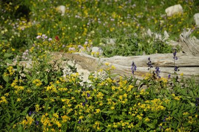 Teton Wildflowers