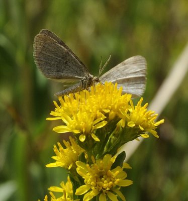 Popular Wildflower