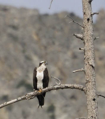 Osprey