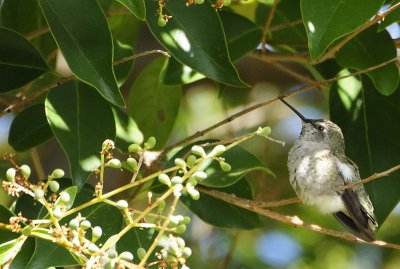 New Backyard Hummingbird