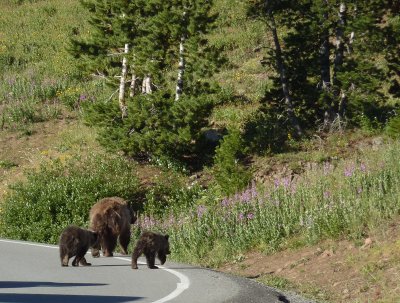 Grizzly Crossing
