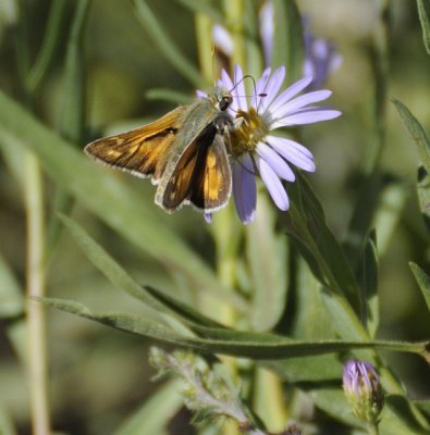 A Skipper