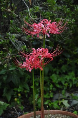 Red Spider Lilies