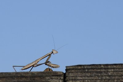 Praying Mantis