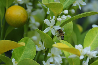 Making more Kumquats