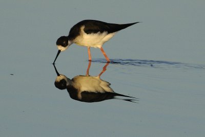 Black-necked Stilt