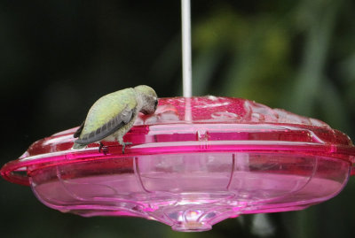Taking a Sip