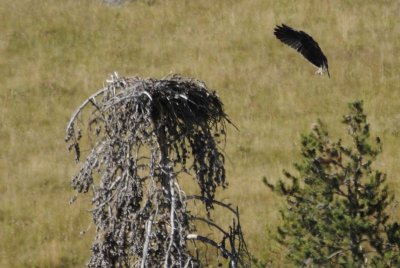 Incoming Osprey