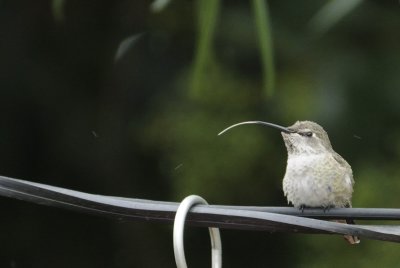 Rude Hummer