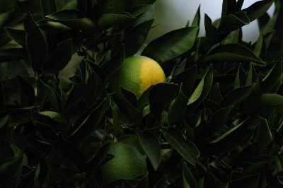 Green to Yellow
