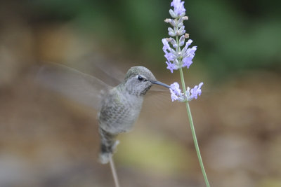 Tasting the backyard flowers.