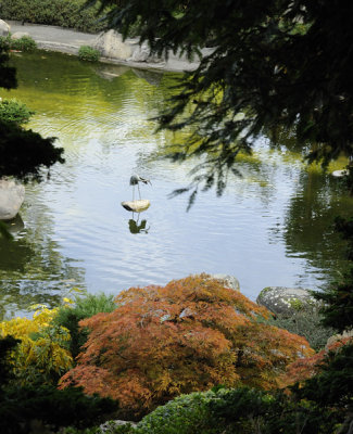 The Colorful Japanese Maple