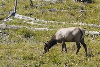 Elk at Yellowstone NP