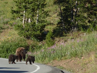 Crossing the road