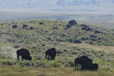 Buffalos at Lamarr Valley