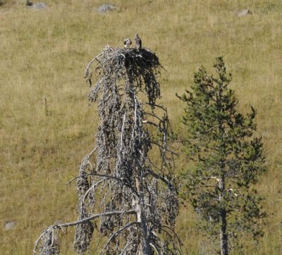 Osprey Nest at HaydenValley