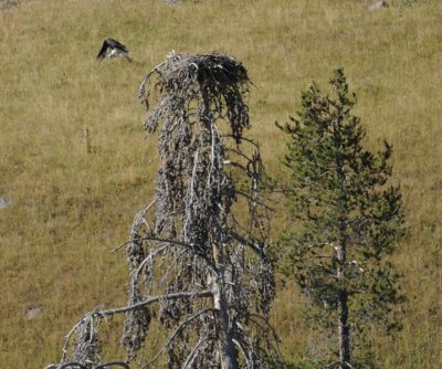 Osprey Nest at HaydenValley