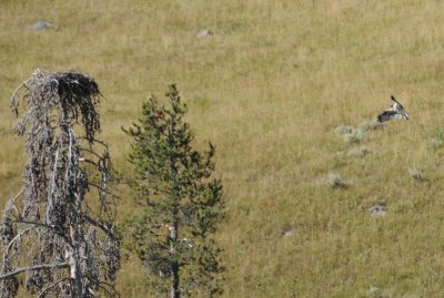 Incoming Osprey Falcon