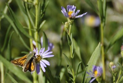 A Skipper