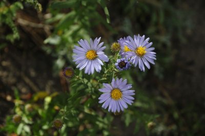 Asters