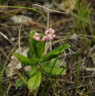 Wildflower