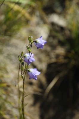 Wildflowers